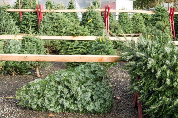 The Green Benefits of Real Christmas Trees