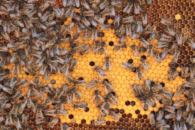 Bee Hives In Plastic 