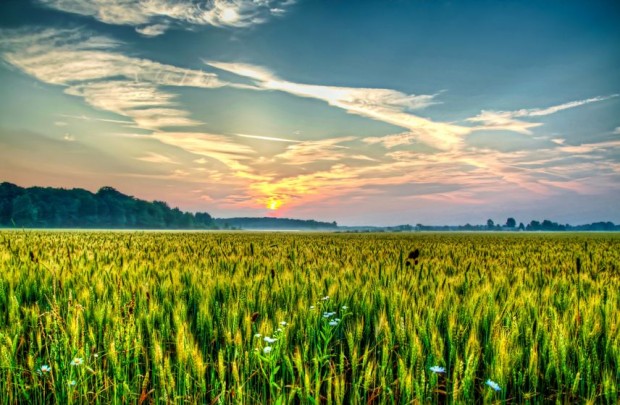 Concerns over Using Human Wastewater to Irrigate Crops