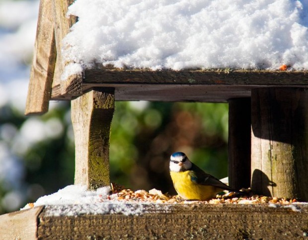 Natural Food and Water Sources Scarce in Winter